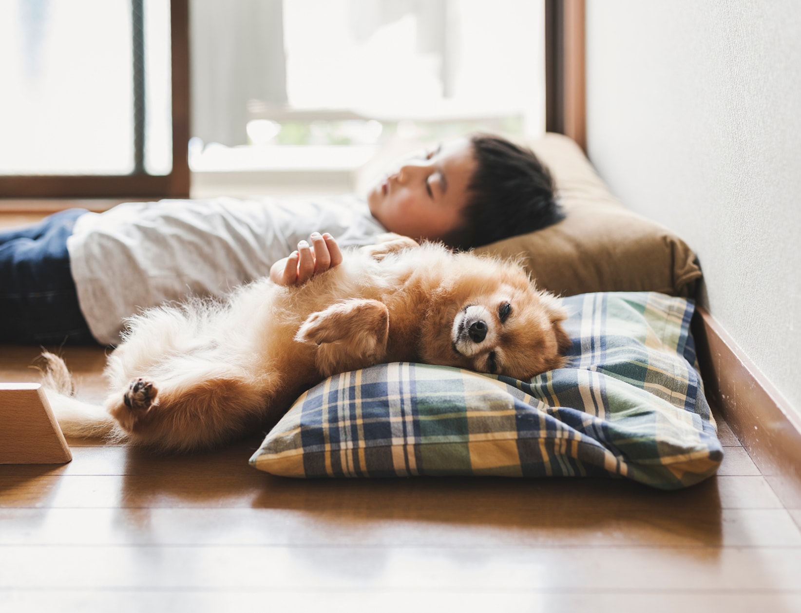 ペットと一緒に寝そべっているイメージ