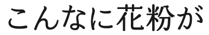 こんなに花粉が