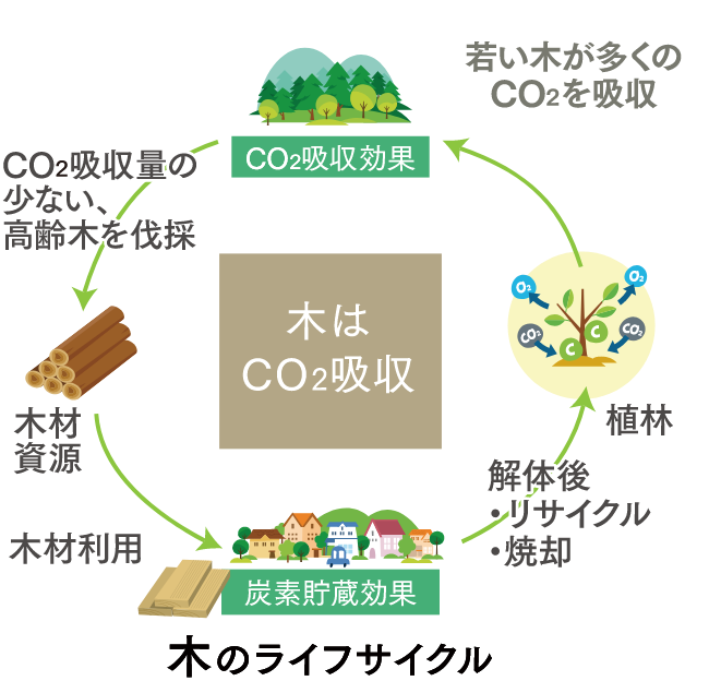 木のライフサイクル。①若い木が多くのCO2を吸収②CO2吸収量の少ない高齢木を伐採し、木材資源として利用③木材の中で炭素を貯蔵。解体後はリサイクルや焼却へ。④植林を行い、若い木を育てる。
