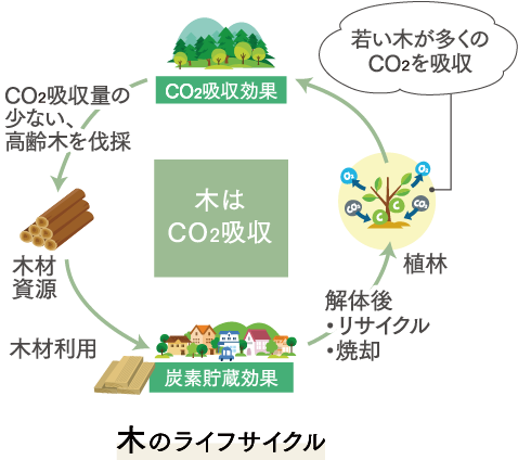 木のライフサイクル