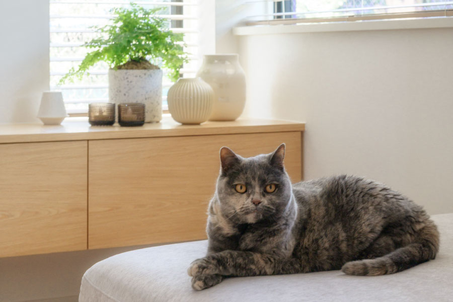 三井ホームの新築の家でくつろぐ猫