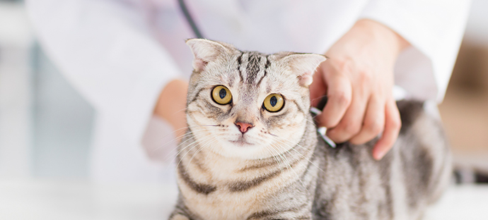 動物病院の開業をお考えの方